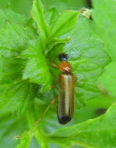 Rhagonycha lutea